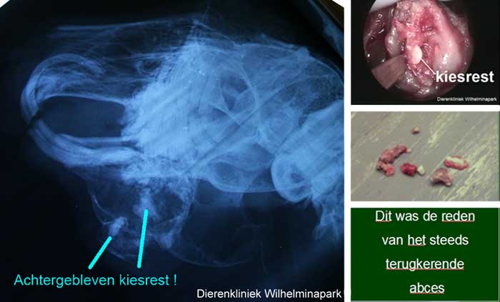 Kieswortelresten weghalen